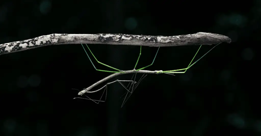 Easiest & Best Beginner Pets for Kids: Low Maintenance Animals 4 Walking sticks are the best maintenance free pet for kids