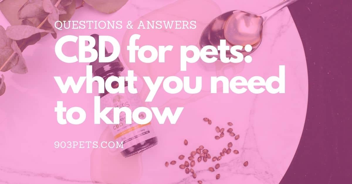 CBD Use for Pets What You Need to Know