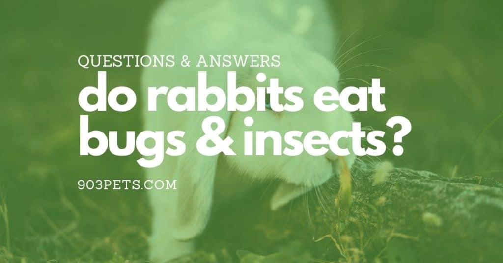 Do Rabbits Eat Bugs? [Grasshoppers, Aphids...] - 903Pets