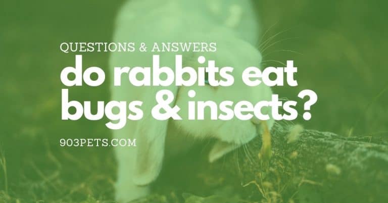 Do Rabbits Eat Bugs? [Grasshoppers, Aphids…]