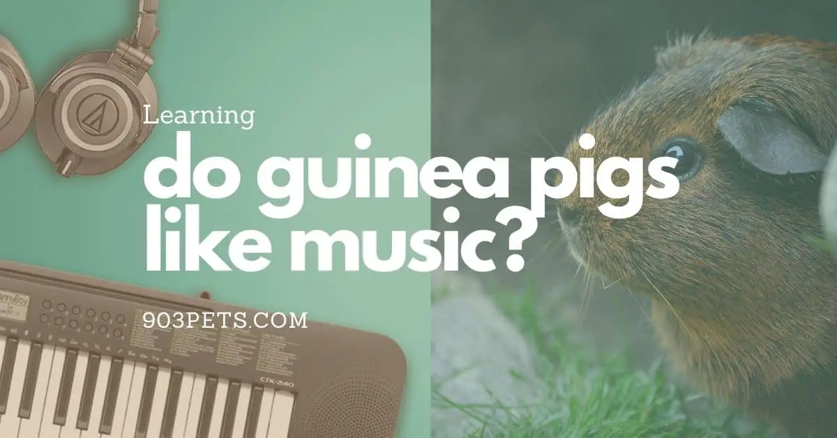 Guinea Pigs and Music: What to Play for Them 1 Guinea Pigs and Music: What to Play for Them
