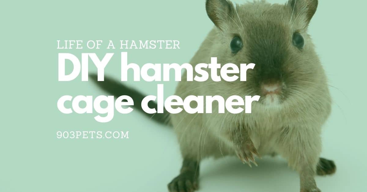 Home DIY Hamster Cage Cleaner: Dangerous Chemicals to Avoid 1 Home DIY Hamster Cage Cleaner: Dangerous Chemicals to Avoid