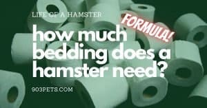 How much bedding does a hamster need - formula and types of bedding