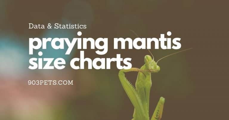 Praying Mantis Size and Environment Charts