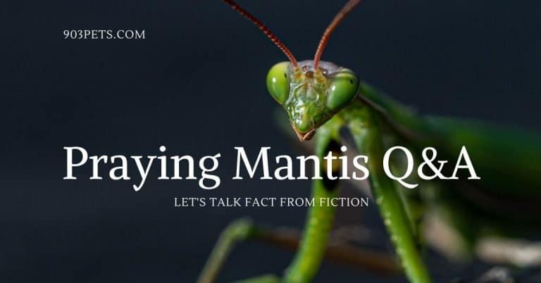 praying mantis questions & answers