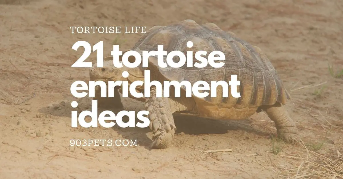 21 Tortoise Enrichment Ideas