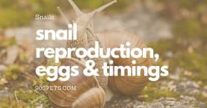 snail reproduction, eggs and hatching times