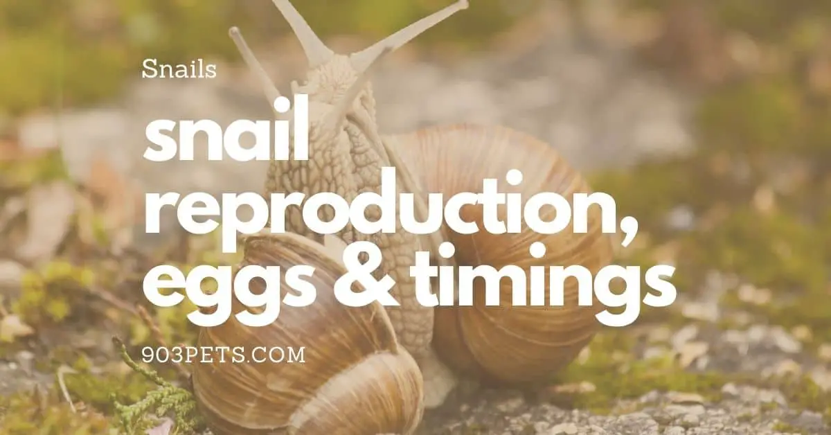 Snail Reproduction, Snail Eggs, Snail Hatching Times