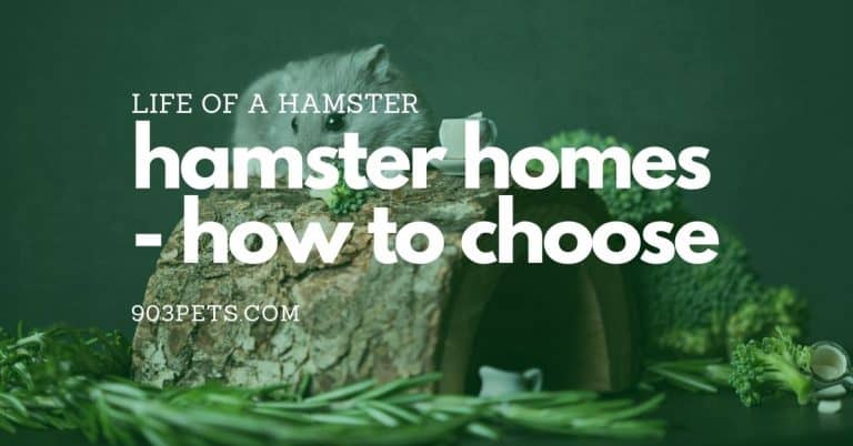 Happy Hamster Homes – How to Choose a Hamster Home