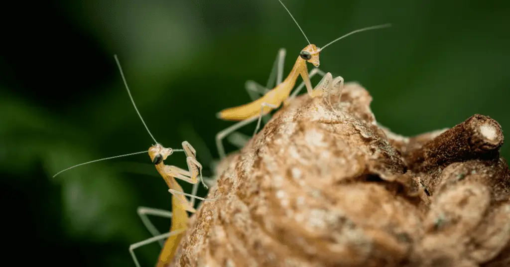 Ultimate Beginner's Guide to Praying Mantis Pet Care 2