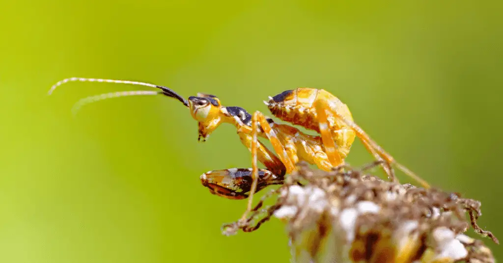 Ultimate Beginner's Guide to Praying Mantis Pet Care 5