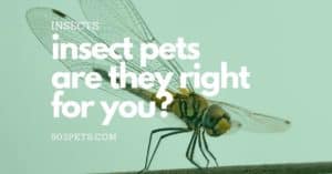 Insect Pets – Which Insects Make The Best Pets? [12 Answers]