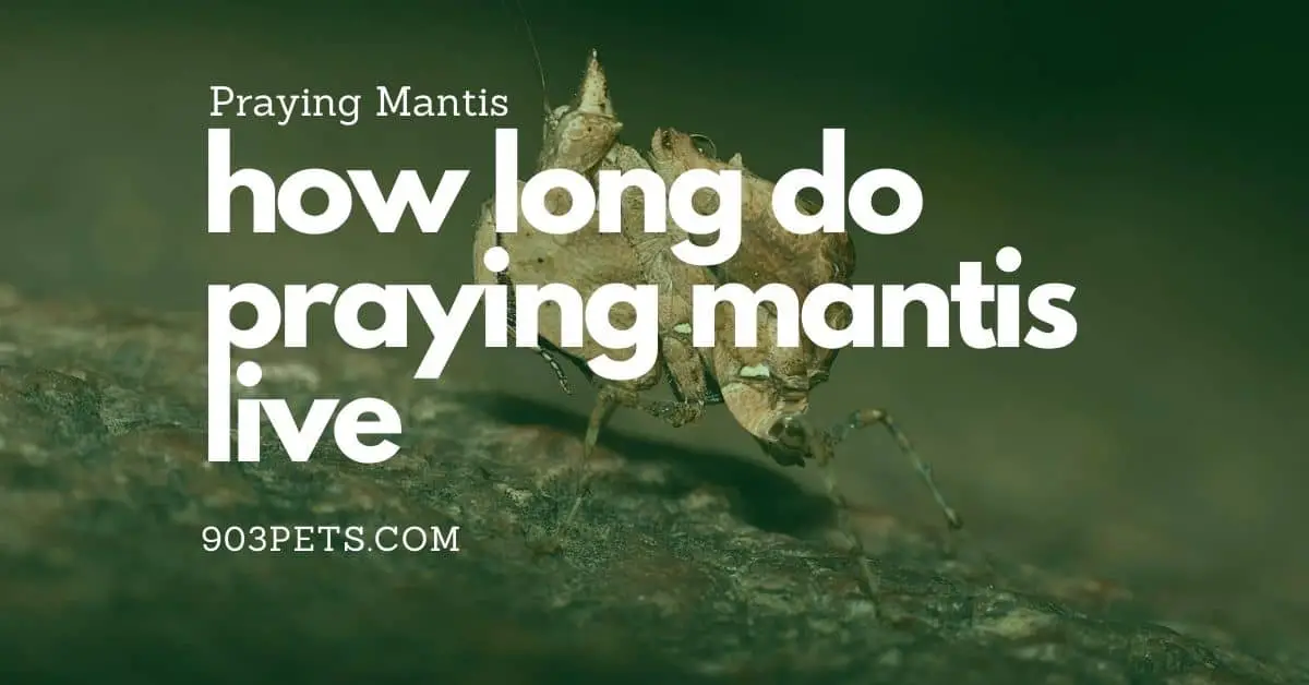 How Long Do Praying Mantis Live? Praying Mantis Lifespan