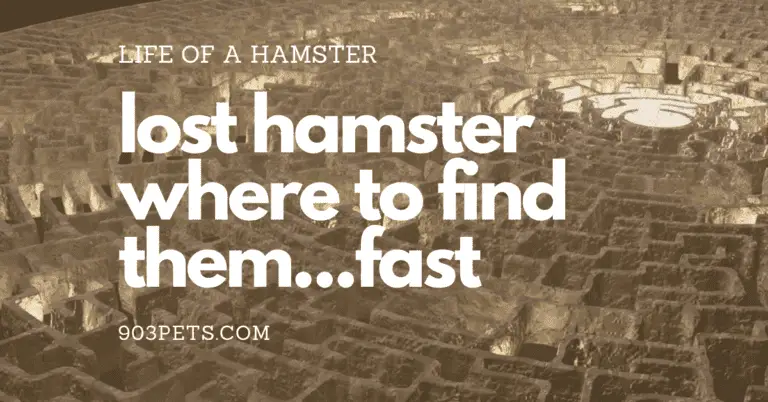 where to find a lost hamster indoors