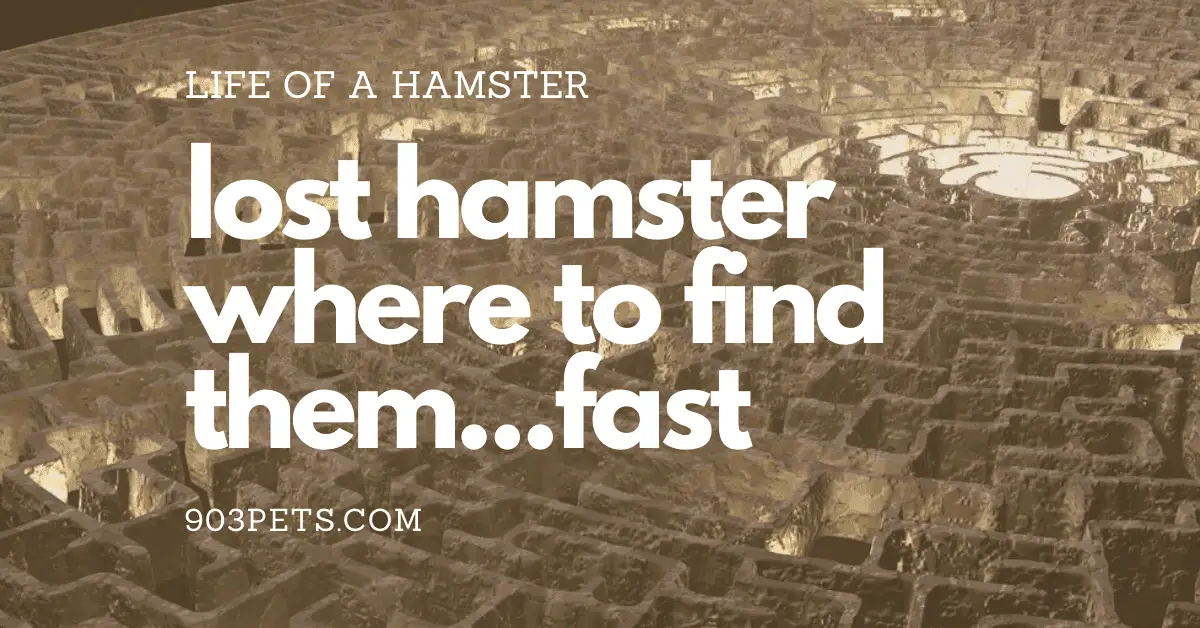 where to find a lost hamster indoors