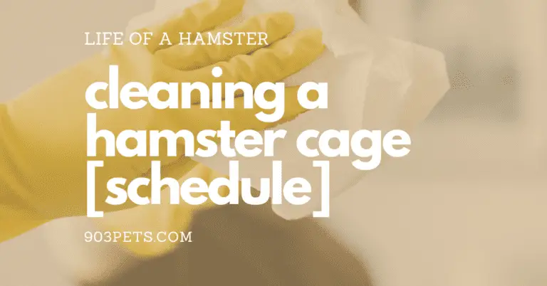 How To Clean A Hamster Cage Step-by-Step [Schedule & Tips]