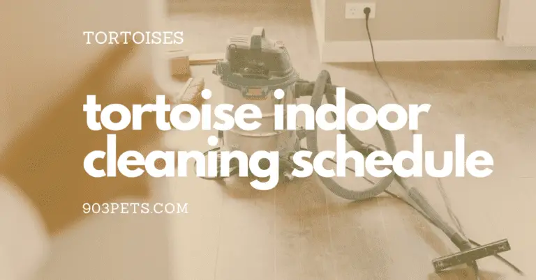 tortoise - indoor cage cleaning schedule - how often tiny