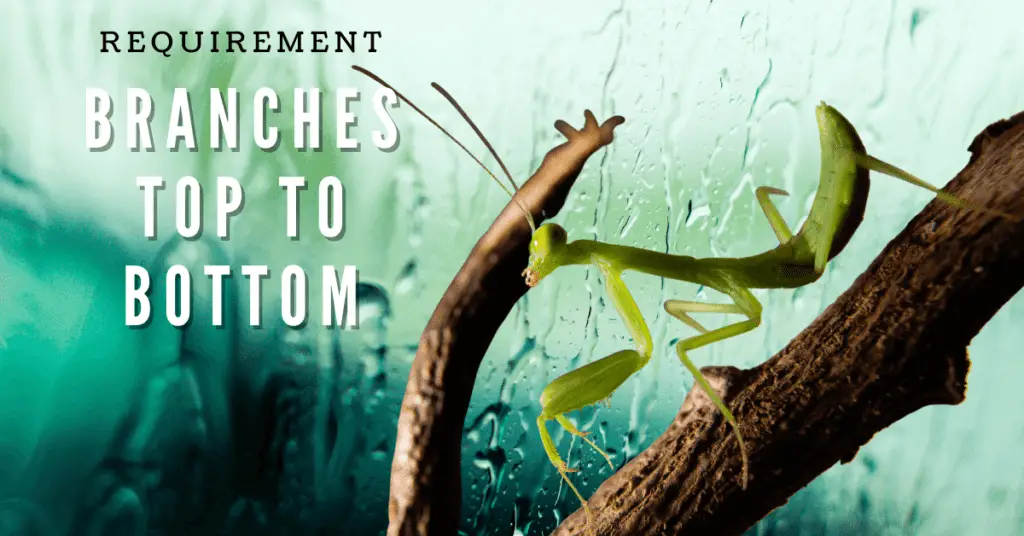 Mantises need branches that reach bottom to top