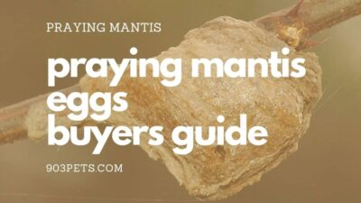 praying mantis egg cases buyers guide