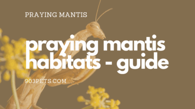 praying mantis habitat enclosure cage guide