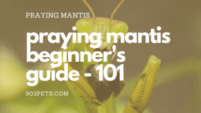 praying mantis beginners guide 101