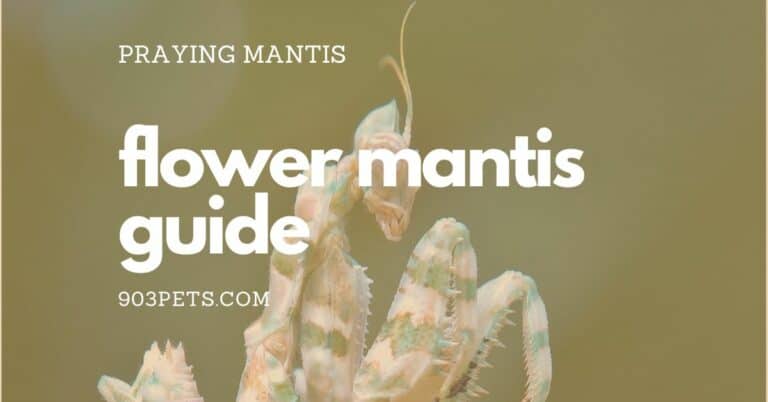 Flower Mantis Guide – All You Need To Know