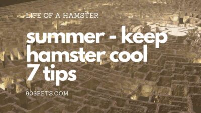 keep hamster cool in summer - 7 tips