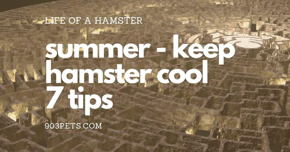Keep My Hamster Cool in the Summer: 7 Ways To Keep Furbabies Cool