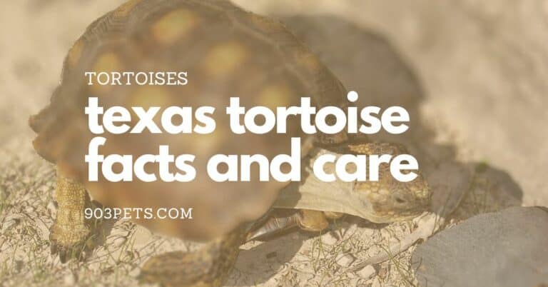 Texas Tortoise: Important Facts You Should Know - Avoid Crime 1 texas tortoise facts and care sheet information