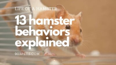 13 hamster behaviors - 1