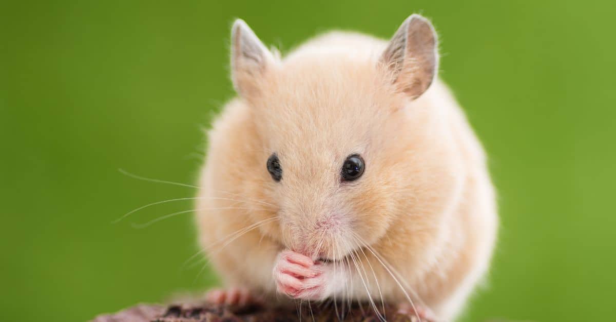 Curated visual reference: Gallery Detail: 13 Weird Hamster Behaviors Explained With Meanings