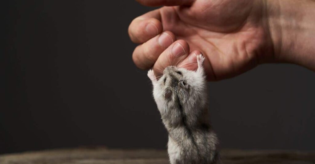 Hamster Weirdness: 13 Hamster Behaviors Explained 6