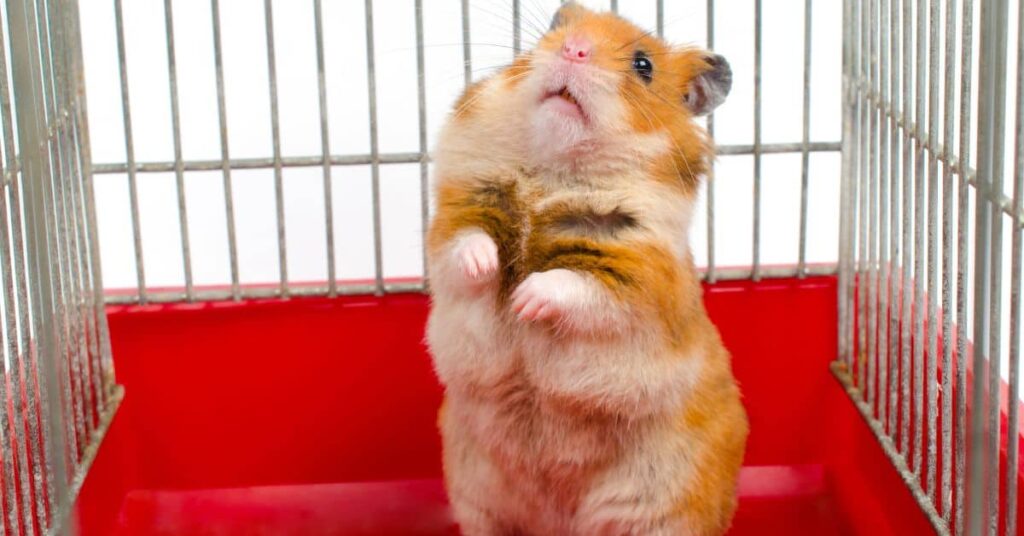 Hamster Weirdness: 13 Hamster Behaviors Explained 7 13 hamster behaviors - 4