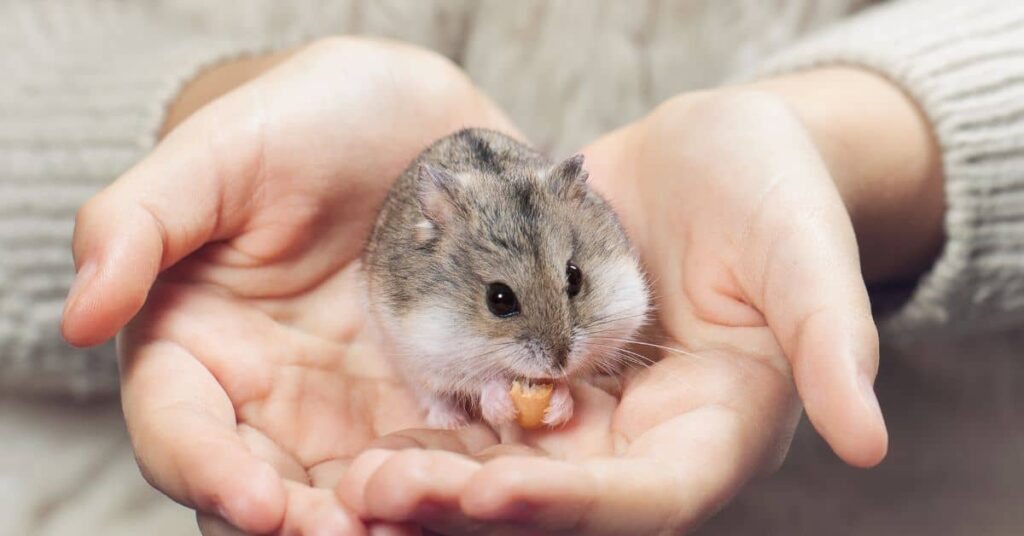 Hamster Weirdness: 13 Hamster Behaviors Explained 4