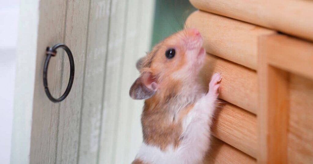 Hamster Weirdness: 13 Hamster Behaviors Explained 3
