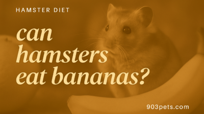 Can hamsters eat bananas - safe fruit list featured image