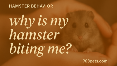 Why is my hamster biting me featured image