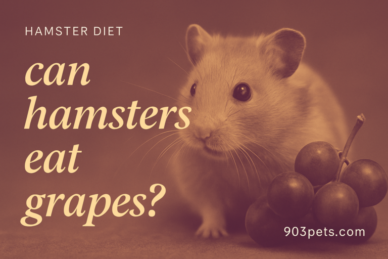 Can Hamsters Eat Grapes? What You Need to Know