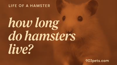 How long do hamsters live - lifespan by breed featured image
