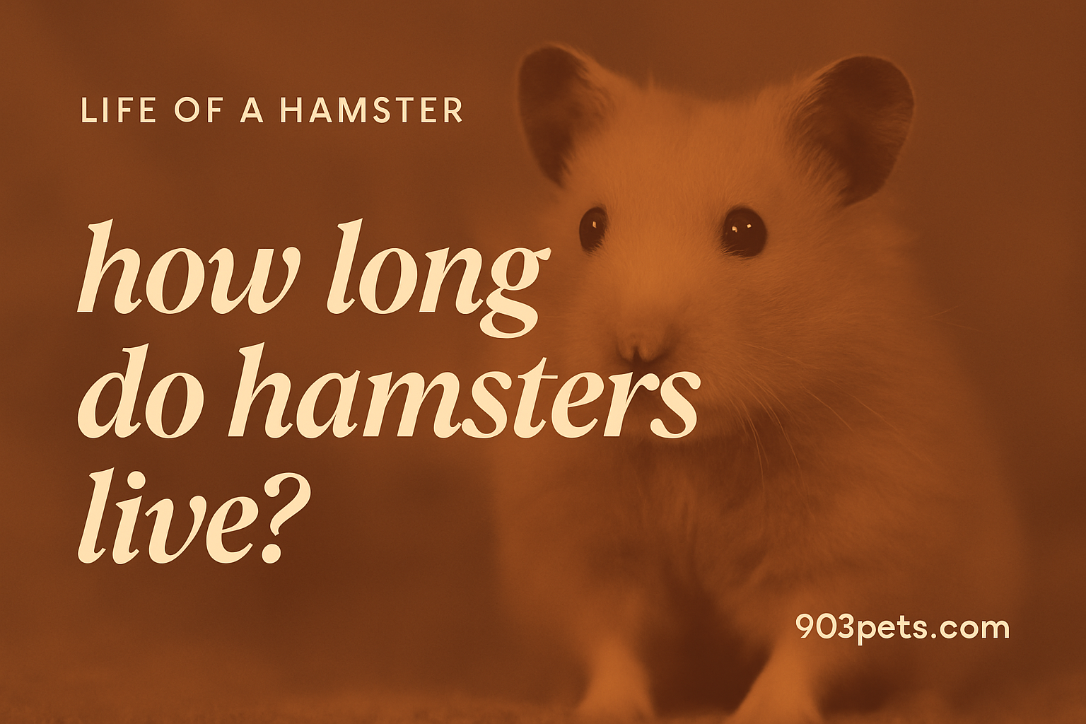 How long do hamsters live - lifespan by breed featured image