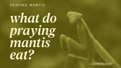 What do praying mantis eat - feeding guide featured image