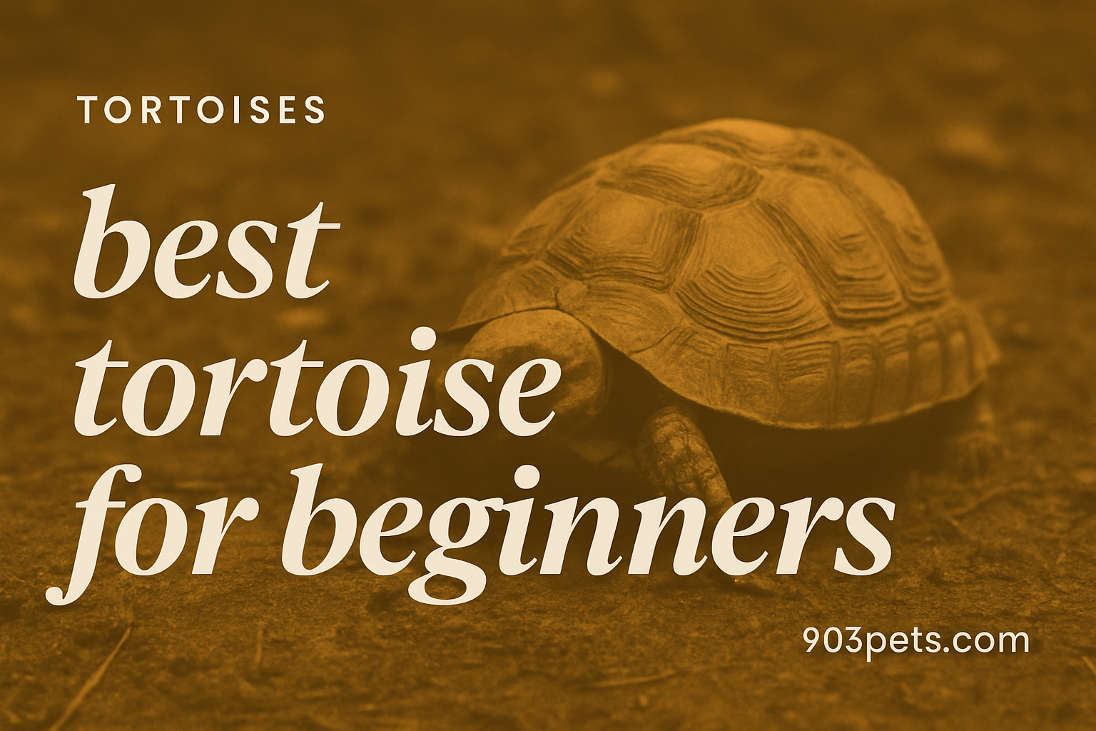 Best tortoise species for beginners featured image